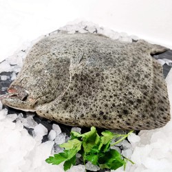 Turbot