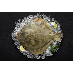 Turbot