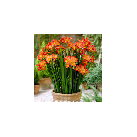 Freesia