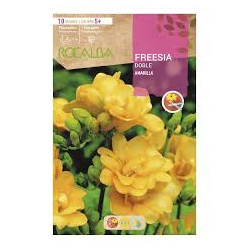 Freesia