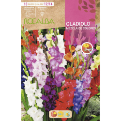 Gladiol