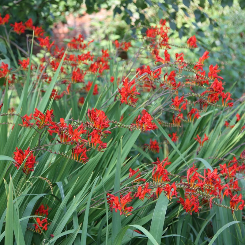 Crocosmia