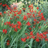 Crocosmia