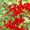 Crocosmia