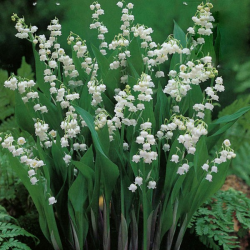 Muguet