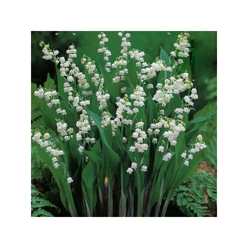 Muguet