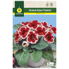 Gloxinia